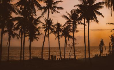 Palms, orange sunset, silhouette