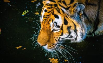 Predator, tiger, drinking water, muzzle