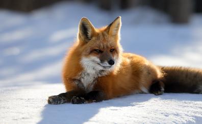 Predator red fox animal 5k