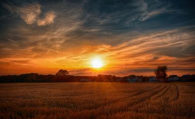 Sunset, wheat farm, golden, landscape, nature