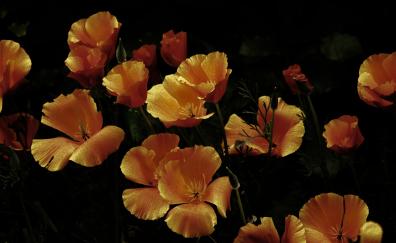Orange flowers, portrait