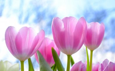 Fresh, pink tulips, flowers
