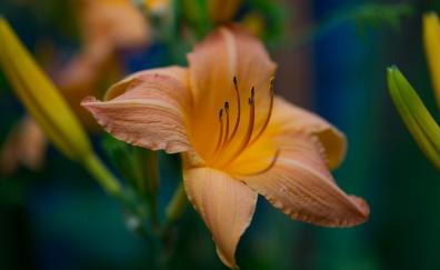 Close up, orange flower, flora