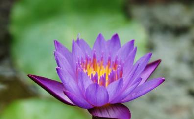 Blue, water lily, flower, bloom