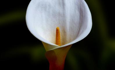 White flower, close up, Irises