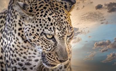 Leopard, animal, predator, spots