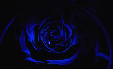 Blue rose, dark, close up