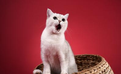 Yawn, white animal, pet, cat