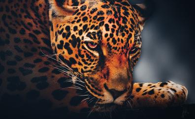 Leopard, animal, relaxed, portrait