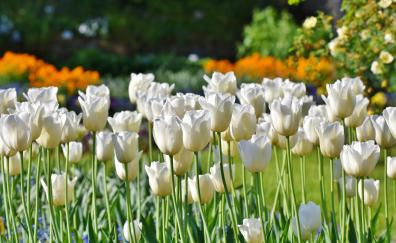 Tulips, flowers fields, white flowers, farm