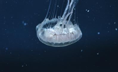 Underwater, aquatic, jellyfish, animal
