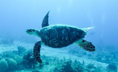 Underwater, animal, turtle