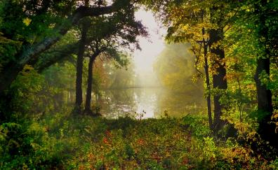 Meadow, plants, forest, lake, nature, trees