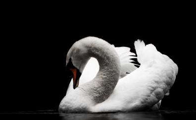 Swan, calm, bird, portrait, white