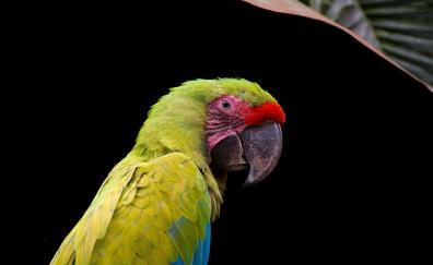 Parrot, adorable, bird, close up