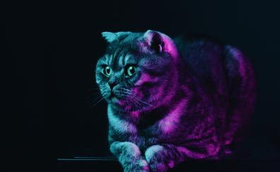 Fat cat, neon glow, animal