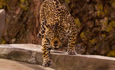 Jaguar, predator, wild