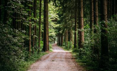 Big trees, forest, pathway, rough road