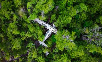 Forest, green trees, wreck, aircraft