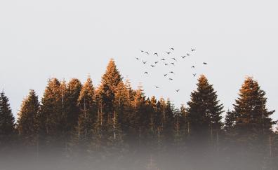 Trees, nature, dawn, sunrise, birds