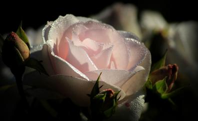 Light pink rose, water drops, close up