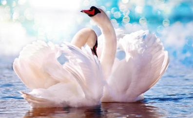 Love birds, white swan, pair
