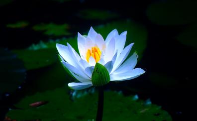 White, pond, flower, water lily, bloom