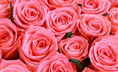 Fresh pink roses, flowers