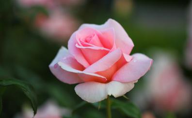 Bloom, pink rose, portrait