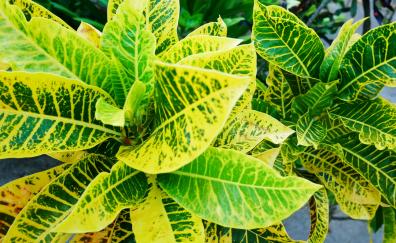 Green-yellow leaves, croton plant, nature