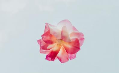 Minimal, pink, flower