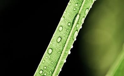 Close up, long, leaf, drops