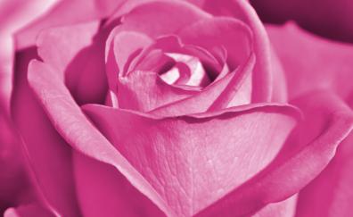 Pink rose, close up, bloom