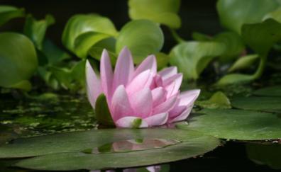 Leaves, pink, lotus, pond