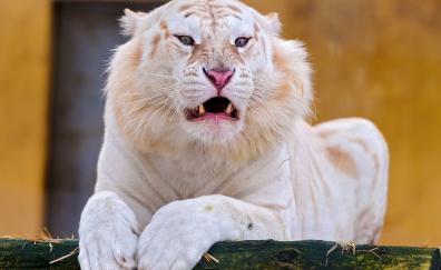 Angry, predator, white tiger