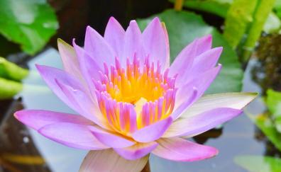 Bloom, pink, water lily, close up