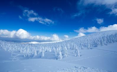 Winter, snow-caped trees, landscape, nature