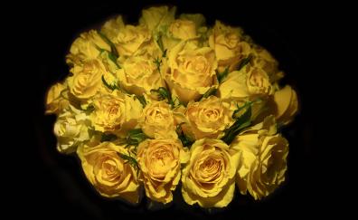 Yellow roses, portrait, bouquet