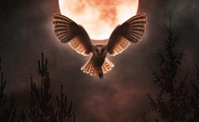 Barn owl, moon night, flight, open wings