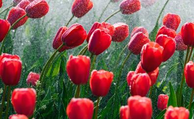 Red and beautiful tulips, bloom, spring