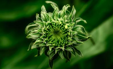 Green flower bud, close up