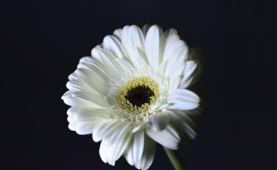 Whiter Gerbera, flower, portrait