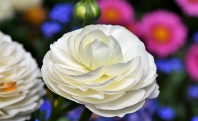 Ranunculus, bloom, white flower
