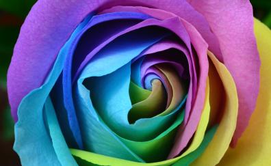 Colorful rose, flower, close up