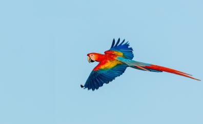 Macaw, parrot, flight