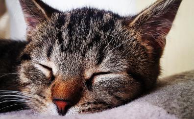 Relaxed, animal, cat, muzzle, closed eyes