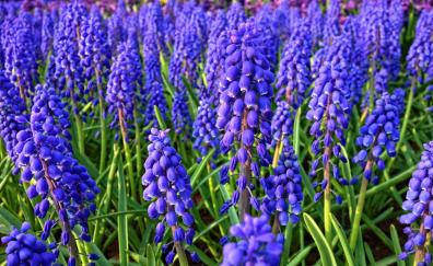 Hyacinth, farm, flowers, meadow