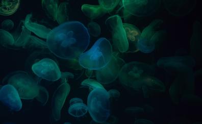 Jellyfish, green-dark, transparent