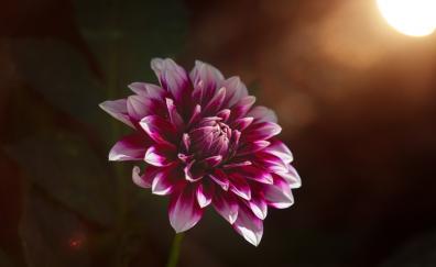 Dahlia, pink flower, bloom, portrait