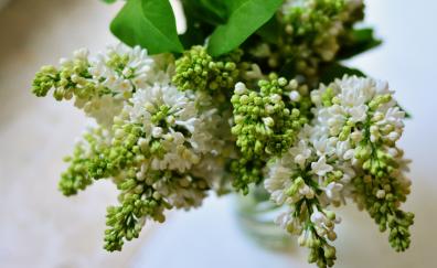 Lilac, white green flower, fresh
